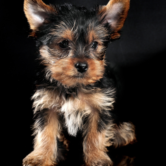 yorkshire terrier puppy on black background